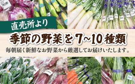【6回定期便】旬の朝採れ 新鮮野菜セット 野菜 7～10品 