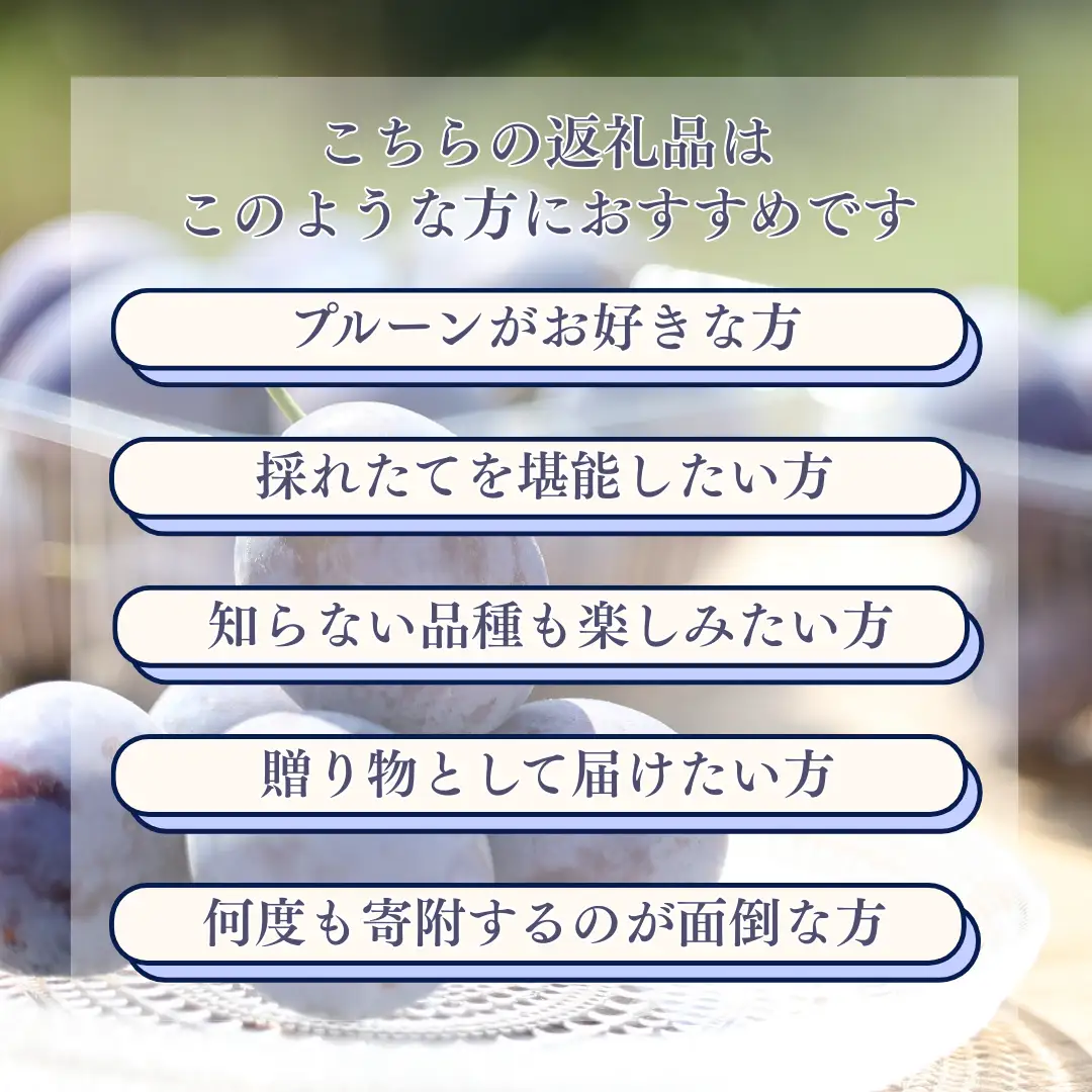 【予約便・2026年発送】りんごやSUDA 定期便全3回　旬の生プルーン（RS-T502）