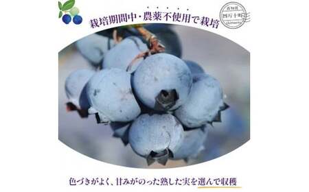 【数量限定】 冷凍ブルーベリー 1kg ／Qdr-91 冷凍 ブルーベリー