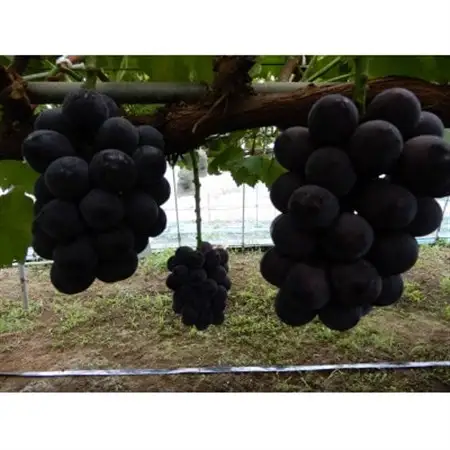 甘味と酸味の絶妙なバランスのピオーネ1.2kg(2房～3房)_果物・フルーツ ぶどう・マスカット  ブドウ 葡萄 _【配送不可地域：離島】【1432341】