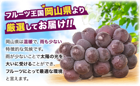 訳あり ニューピオーネ 約1.2kg