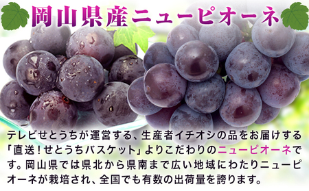 ニューピオーネ ご家庭用 1.2kg 2 ~ 3房
