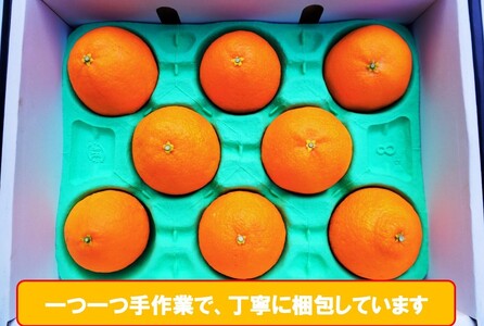 完熟 愛果28号 (紅まどんな と同品種) 秀品 2.4kg (8～15個) 光センサー選別 糖度11度以上 【2026年11月下旬頃から順次発送】 【MCF0043】