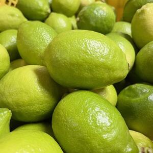 【国産】紀州和歌山 有田レモン 約1kg+200g(傷み補償分)【2026年9月下旬～2027年2月上旬に順次発送】【AA90090-ard030B】