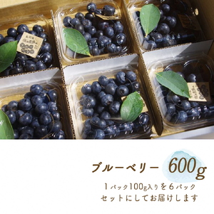 朝摘みブルーベリー 生果実 600g ベリー