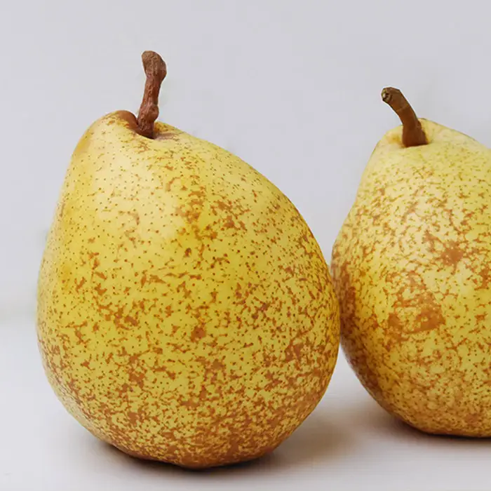 山形の洋梨ゼネラルレクラーク 秀品 約3kg (6～10玉)【令和8年産先行予約】FU23-651 くだもの 果物 フルーツ 山形 山形県 山形市 2026年産