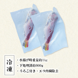 アマダイ 約1kg 冷凍 下処理済み 松笠揚げ 甘鯛 あまだい 水揚げ時重量約1kg 下処理後約900g エラ内臓除去 うろこ付き