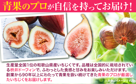 【先行予約】いちじく イチジク 約1.2kg 300g × 4パック 岸武青果株式会社《2026年8月上旬-10月下旬頃より出荷予定》 和歌山県 紀の川市 イチジク 生 産地直送 果物 フルーツ
