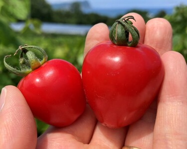 〔先行受付〕しおかぜの畑中野ファーム余市産トマトベリー1.5kg(2026年初夏発送)　ミニトマト_Y037-0349
