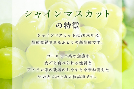数量限定 期間限定 シャインマスカット 約2kg（2房～3房） ブドウ ぶどう 皮ごと食べられる ジューシー 果物 フルーツ くだもの ますかっと 白ぶどう 9月下旬～10月下旬順次発送予定 54-A