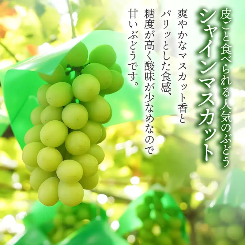 【令和8年産先行予約】鶴岡市産ぶどう シャインマスカット　約2kg（3房）　伊藤果樹園