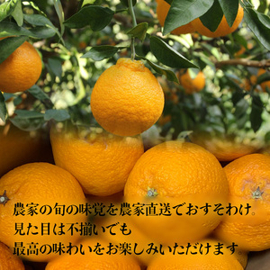 36.愛知県産　デコポン（不知火）約20kg家庭用 デコポン 不知火（愛媛産）20Kgのお取り寄せ販売（通販）送料無料でお届け