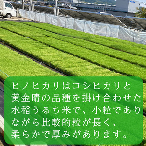 令和7年産！愛媛県産ヒノヒカリ 10kg ｜産地直送 国産 白米 ブランド米数量限定 ご当地 愛媛県 松山市【HDK0024】