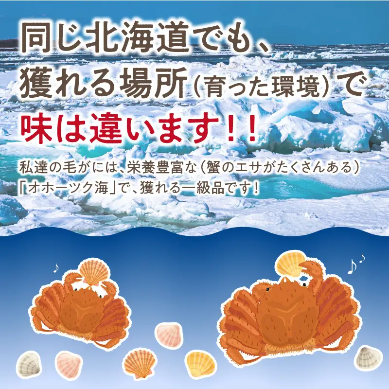 《14営業日以内に発送》オホーツク海産 浜茹で毛がに 約800g×1パイ 冷凍 ( かに カニ 毛ガニ 魚介類 蟹 )【114-0032-2026】
