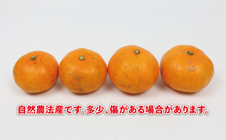 みかん 温州みかん 5kg 栽培期間中 なかい果樹園 柑橘 【 みかん 温州 】 B014-144002