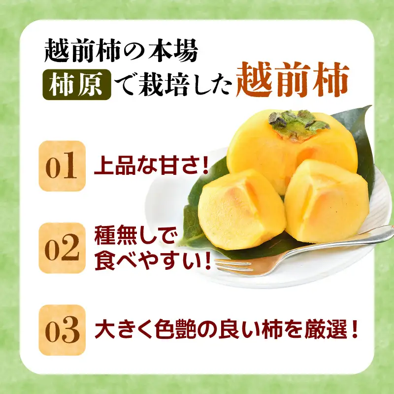 【先行予約】【種なし】 甘い！越前柿12個入り 脱渋済み 本場柿原郷で収穫 / かき フルーツ 福井県 あわら市 甘い 大きい柿 秋 旬 平核無柿 刀根早生柿 甘柿 シャキシャキ たねなし 果物 食物繊維 ビタミンC ※2026年10月中旬以降順次発送予定 [aw082-a001]