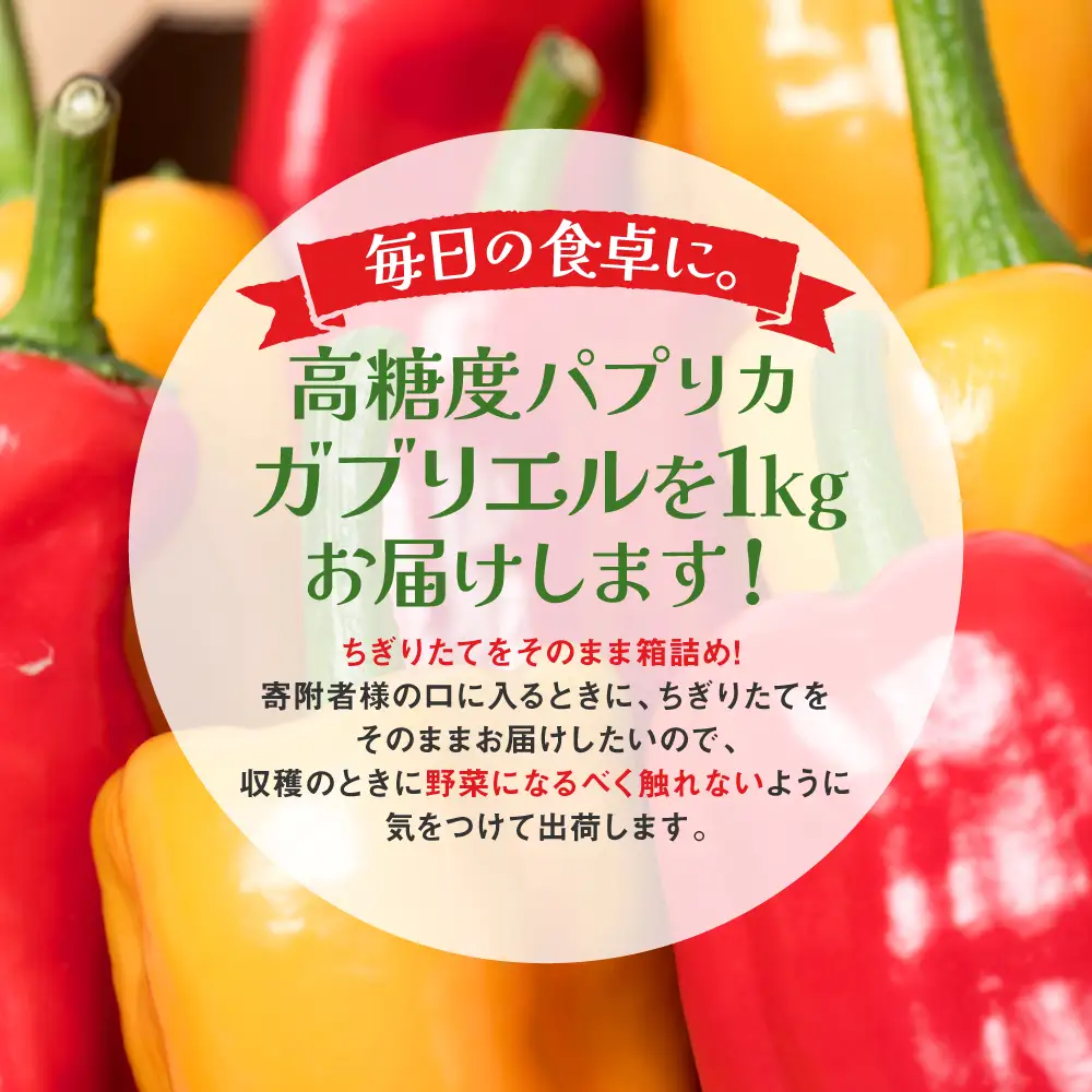 パプリカ ガブリエル 1kg 八代市産 宮島農園 野菜 新鮮野菜 緑黄色野菜
