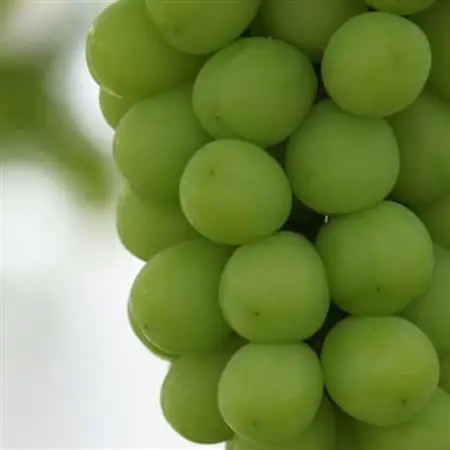 【ふるさと納税】2026年発送 厳選! 山梨県山梨市産 シャインマスカット 約700g以上【配送不可地域：離島】【1283964】