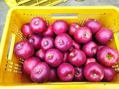 長野県産りんごジュース 1L瓶×6本   | 信州
