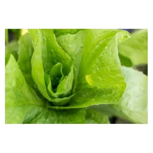 【最優秀賞受賞！甘味＆栄養】有機JAS認証の無農薬、チヨちゃんの野菜11ヶ月定期[961]