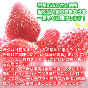 いちご あまおう 冬 540g以上 いちご [um40azp070002]