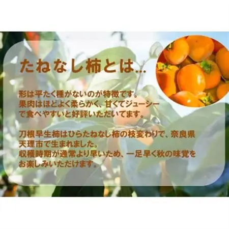 【R8年10月以降発送】刀根早生柿発祥の地※より「たねなし柿」L~2L(1段箱16～18玉)_果物・フルーツ 柿（カキ）  かき_【配送不可地域：離島】【1434467】