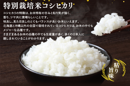 【精米】 食べ比べ 10kg こしひかり ミルキークイーン 令和7年産 精米 白米