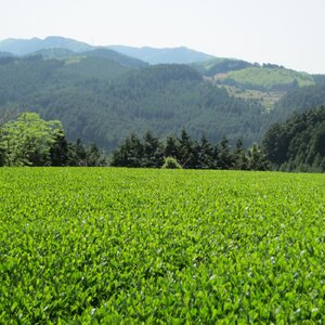 CW-014_奥八女星野村 深蒸し高級煎茶(深蒸し茶)100g×2袋