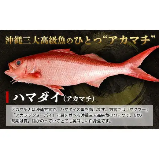 【予約受付】高級ブランド魚 尖閣赤マチ 1～2尾 合計約2kg  GK-2