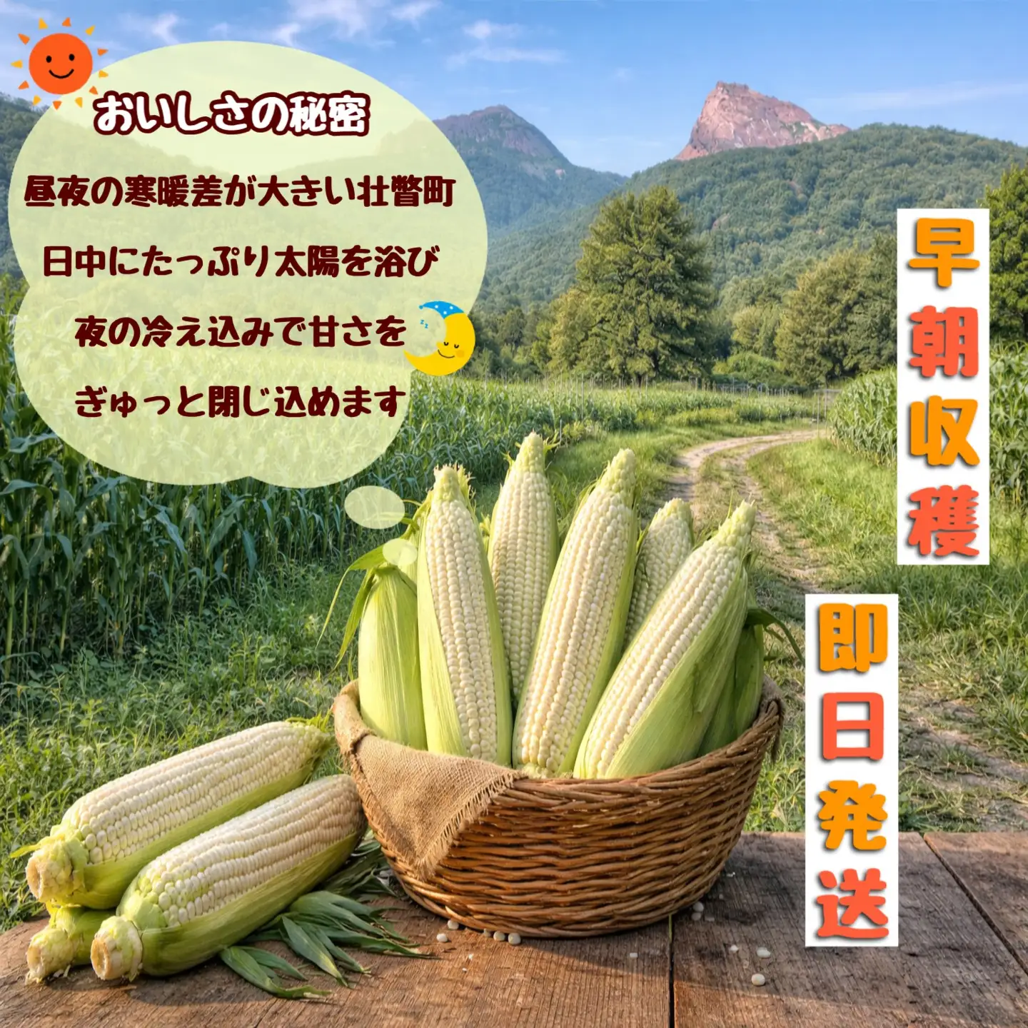 ＜2026年8月下旬よりお届け＞【朝採り】北海道壮瞥産 白いとうもろこし「雪の妖精」Lサイズ12本(約4kg) SBTQ001