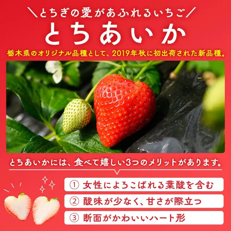 いちご（とちあいか） 290g×4パック 1.16kg以上 ｜  ※2026年11月～発送