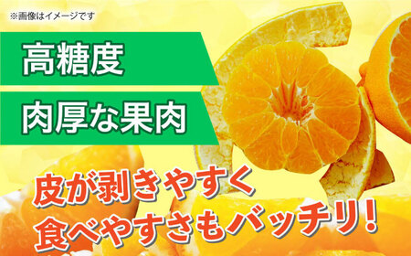 【先行予約】12月～2月発送 デコポン 約5kg 果物デコポン柑橘ZBG059