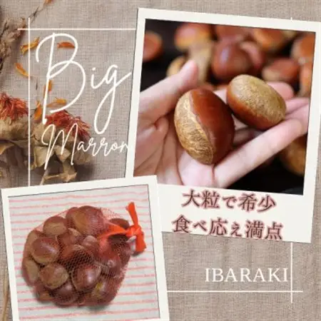 2026年産!大粒生栗 先行予約受付中 かすみがうら市産　生栗　3Lサイズ 2kg_生栗 かすみがうら市産 大粒 くり_【配送不可地域：離島】【1437715】