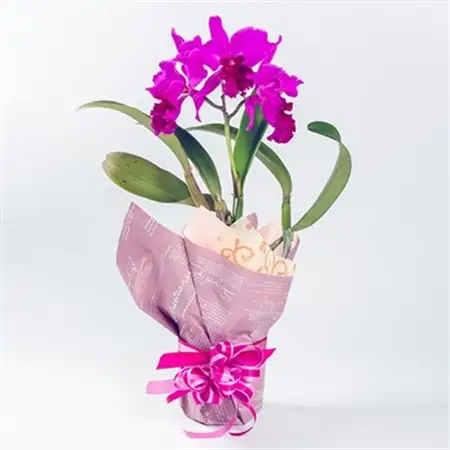 洋ラン　カトレア　3輪咲　鉢物_花・観葉植物  花 _【1435920】