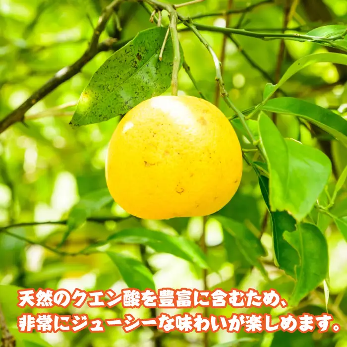 淡路島産　なるとオレンジ　4ｋｇ