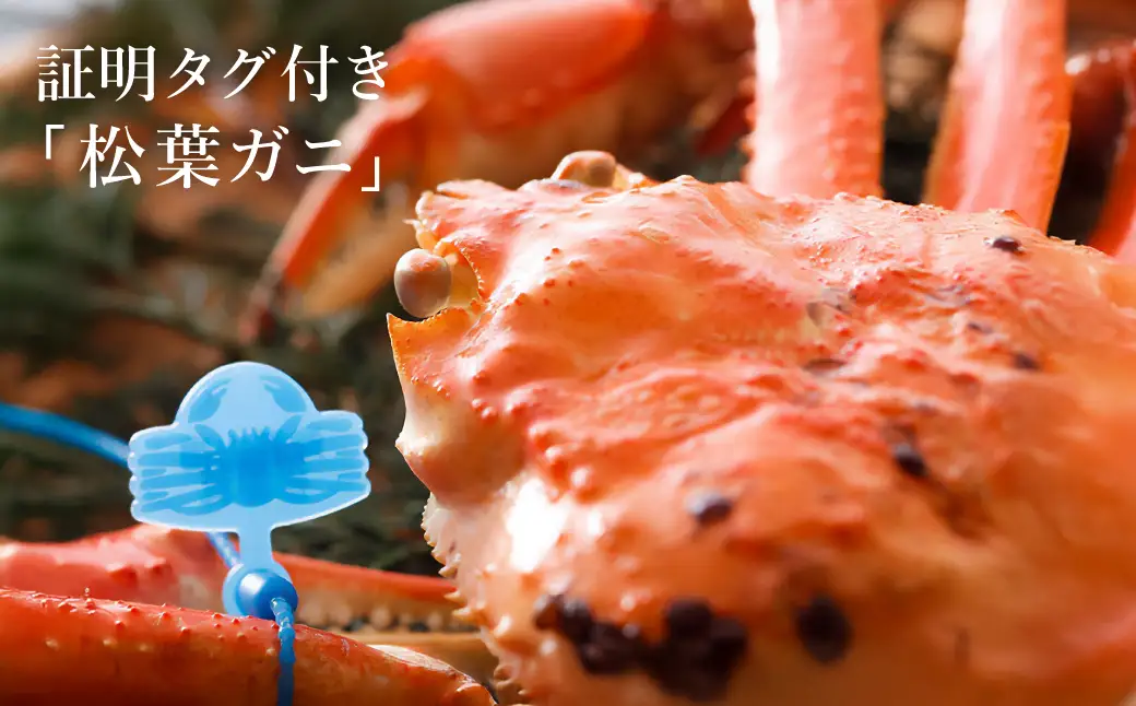 松葉ガニ 釜茹で タグ付き 約1kg【湯楽使用】