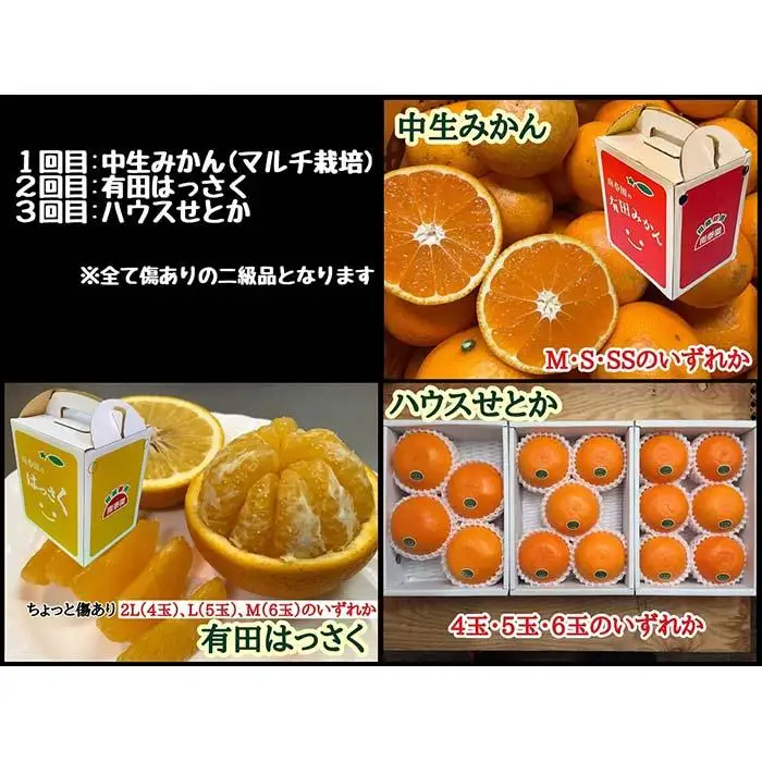 定期便 年明けから有田の柑橘を楽しむセット 南泰園