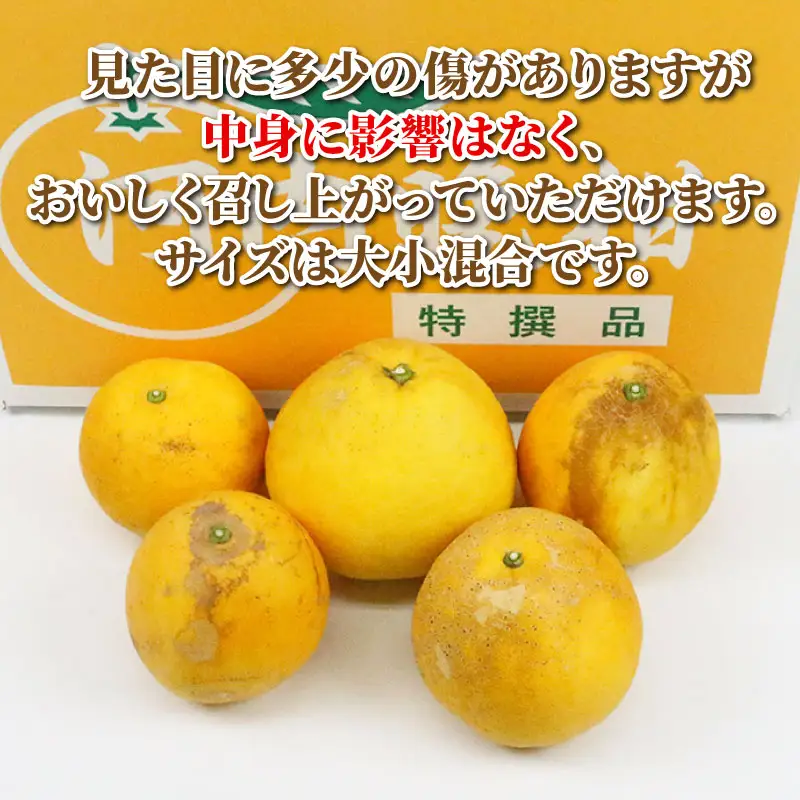 訳あり 河内晩柑 10kg まる玉農園 訳アリ河内晩柑 みかん B010-172003