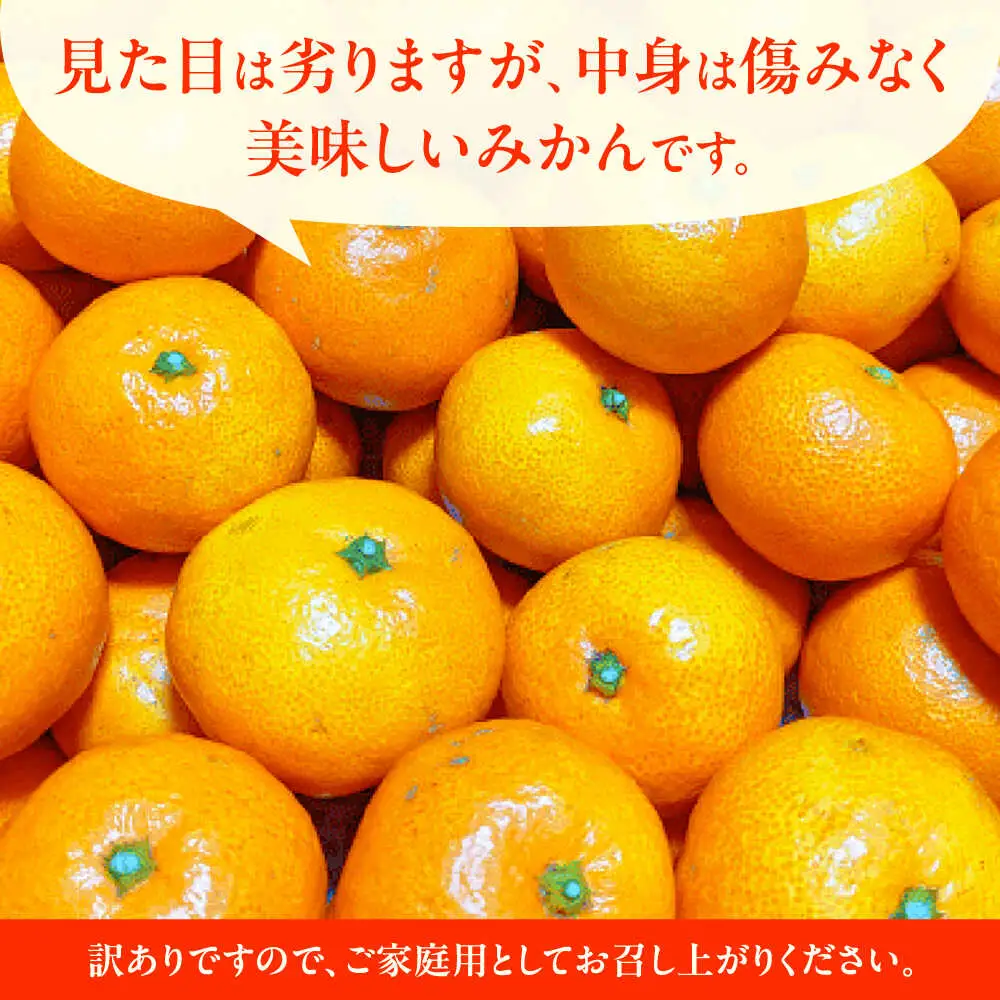 訳あり家庭用温州みかん 約9.4kg～10kg ミカン蜜柑 ZCN015