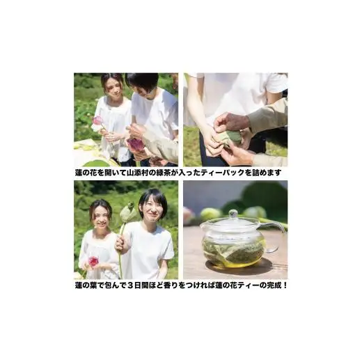 花ハス取り体験１名様