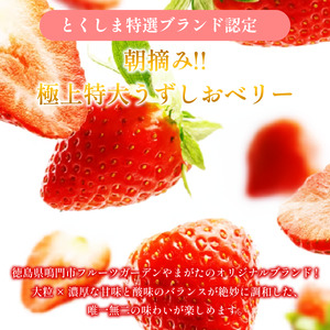 いちご 苺 30粒 3L サイズ うずしおベリー いちご