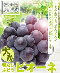 SD0259　種なし大粒ぶどう　「ピオーネ」　約4kg(5～7房)