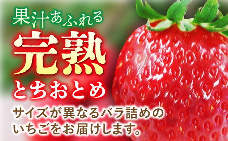 【先行予約】【数量限定200セット】嘉山農園の完熟バラ詰めいちご とちおとめ（260g×2パック）イチゴ 苺 フルーツ 果物 いちご【いちごはうす嘉山農園】 [AKCO002]