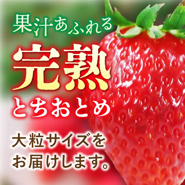 【先行予約】【数量限定100セット】嘉山農園の完熟大粒いちご とちおとめ（270g以上×2パック）イチゴ 苺 フルーツ 果物 いちご 【いちごはうす嘉山農園】 [AKCO001] 