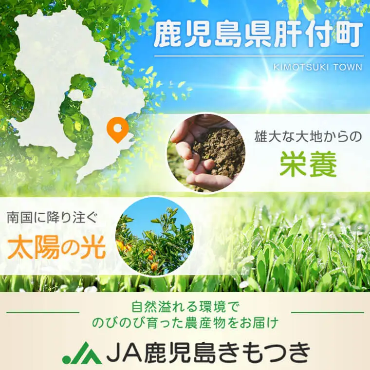 ＜先行予約＞ 不知火 しらぬい 計6kg 3kg×2ケース 国産 フルーツ みかん デコポン【JA鹿児島きもつき高山支所】A18008