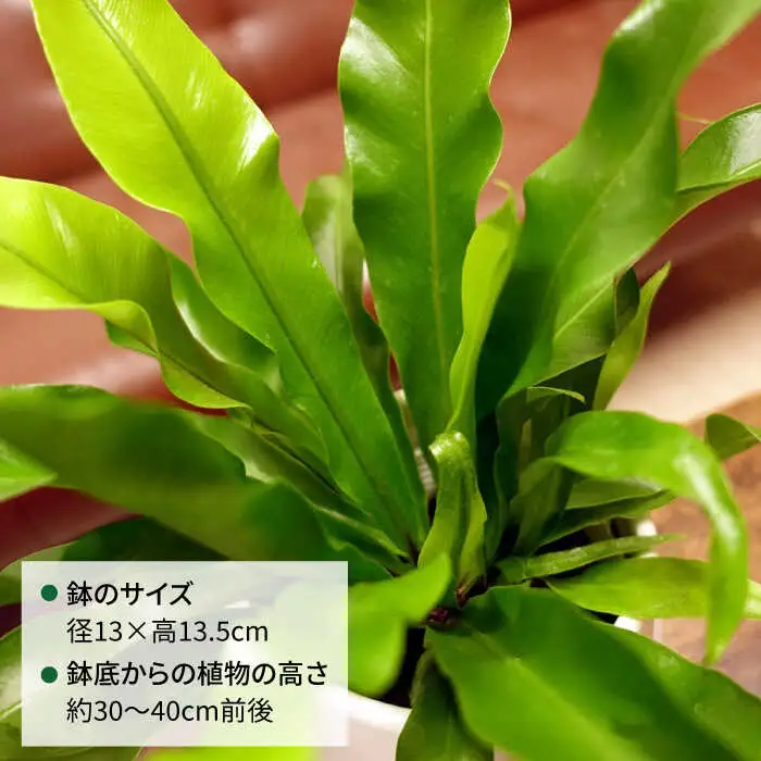 ライムグリーンの葉が美しい！『 アスプレニウム 』 糸島市  / cocoha 観葉植物 [AWB027]