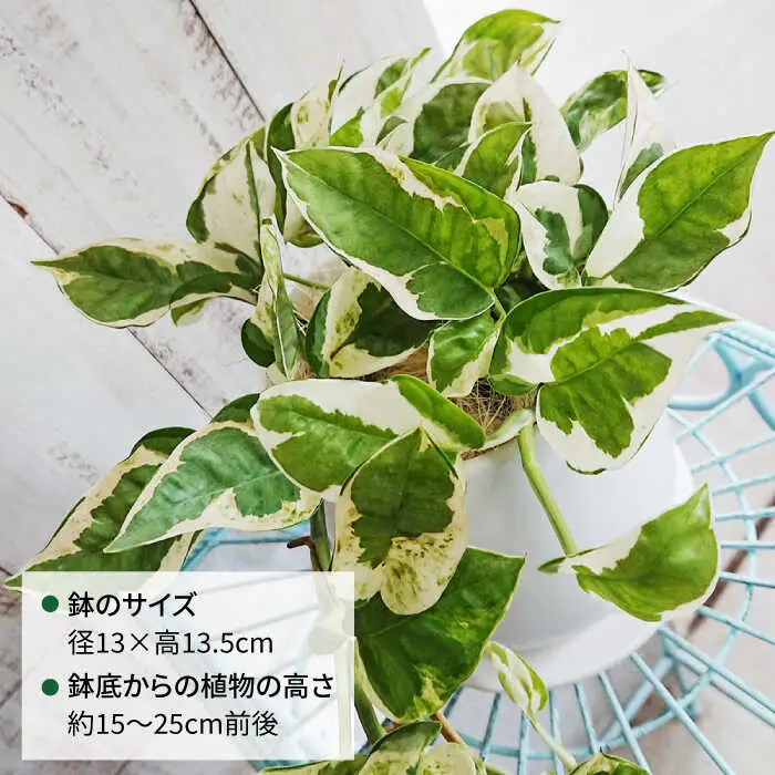 もっとも美しいポトスの進化型『 ポトス ・ エンジョイ 』 糸島市  / cocoha 観葉植物 [AWB028]