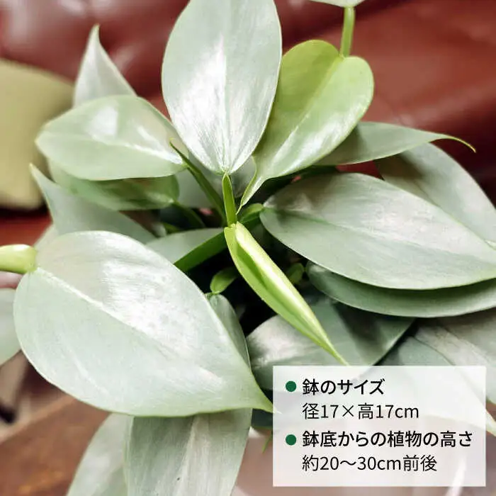 シルバーリーフが美しい『 フィロデンドロン ・ シルバーメタル 』 糸島市  / cocoha 観葉植物 [AWB029]