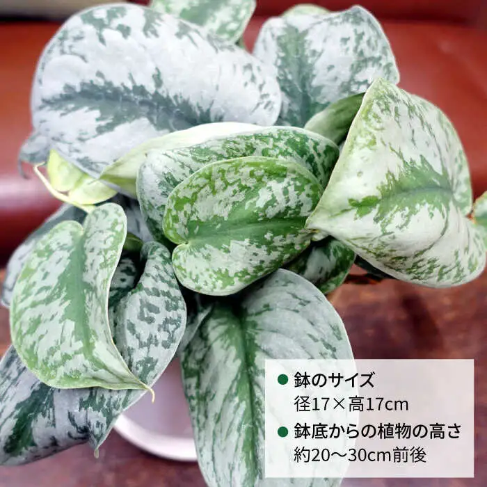 シルバーグリーンの斑模様が美しい『 スキンダプサス 』 糸島市  / cocoha 観葉植物 [AWB030]