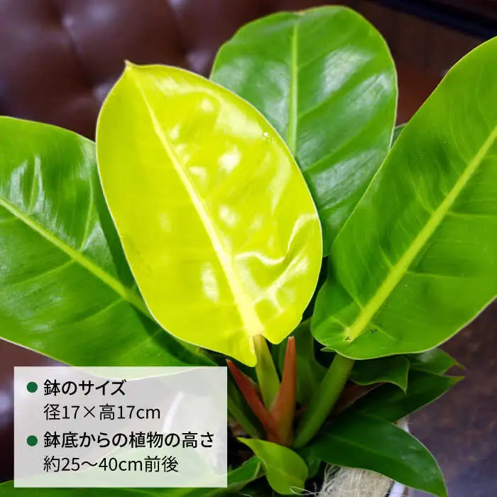 鮮やかなイエローグリーンが美しい『 フィロデンドロン ・ インペリアル ゴールド 』 糸島市  / cocoha 観葉植物 [AWB031]